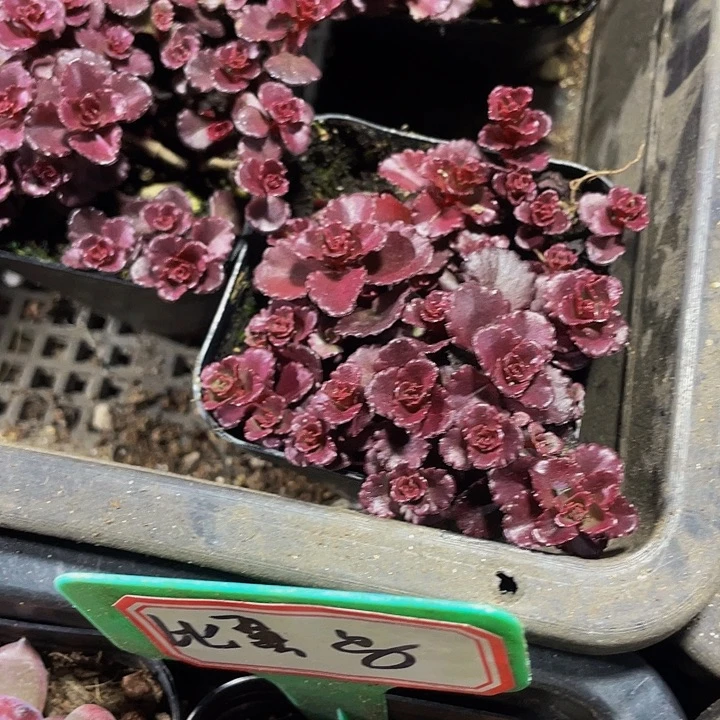 小球玫瑰2.8带盆土