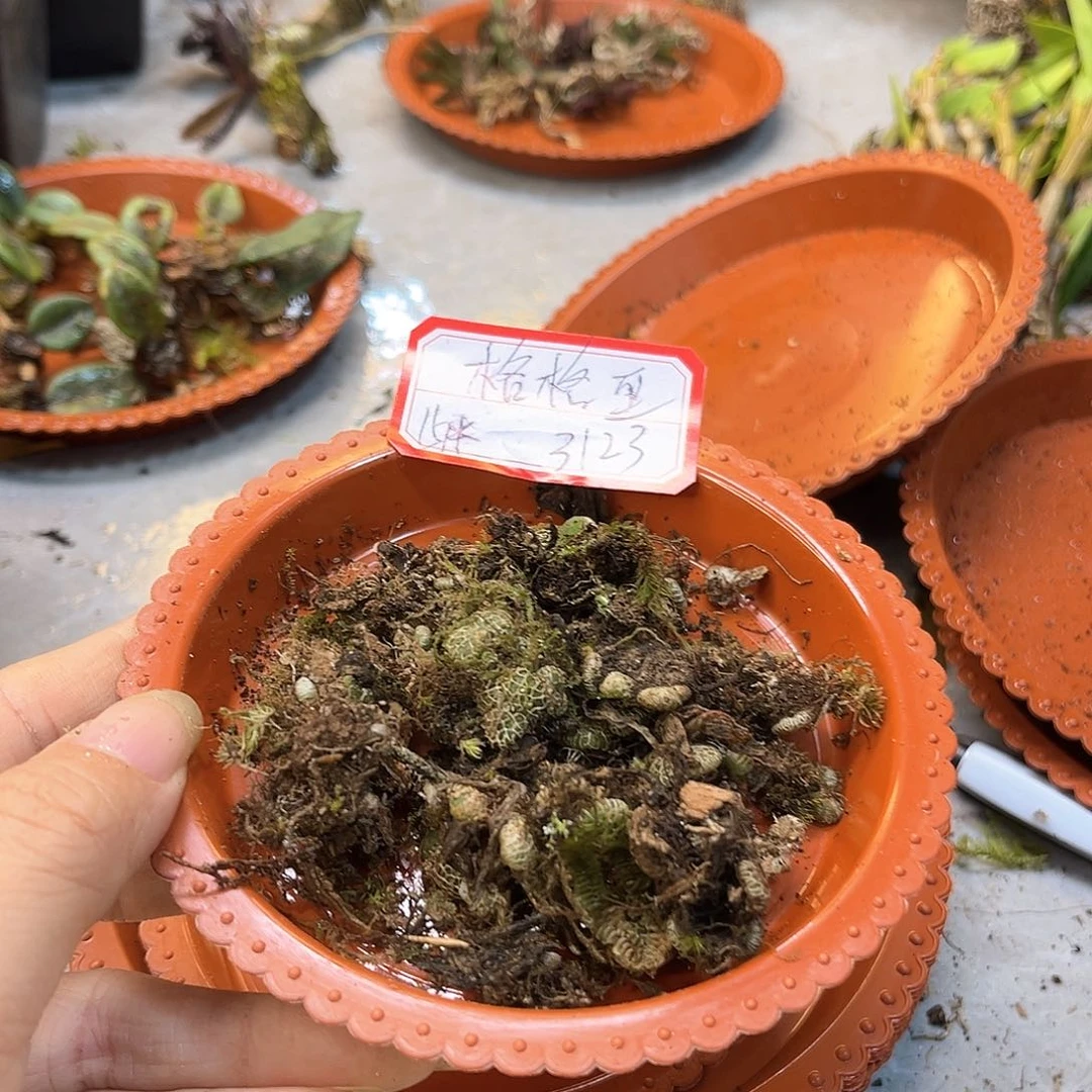 格*巫15。。。。。。。。。。。。。