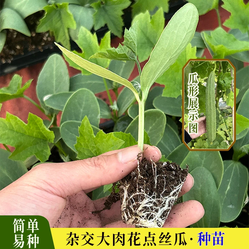 丝瓜苗早熟大肉丝瓜苗带土高产四季大田阳台盆栽庭院蔬菜秧苗