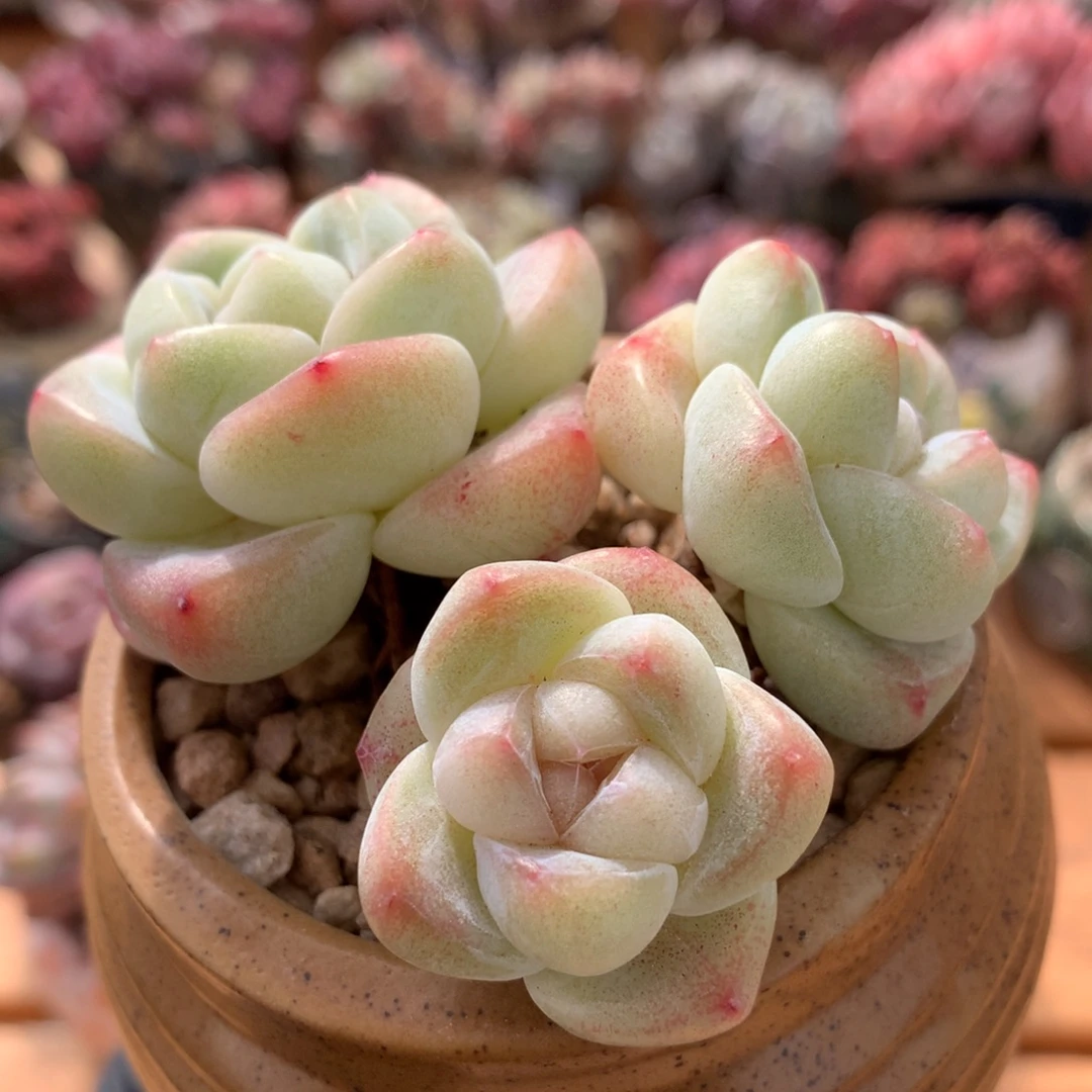 冰玉一物一拍 008