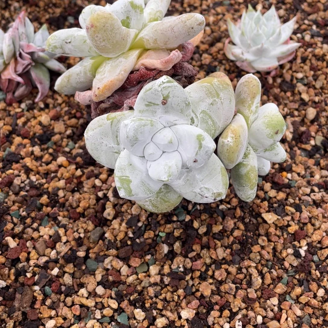 1*3拇指野生福利