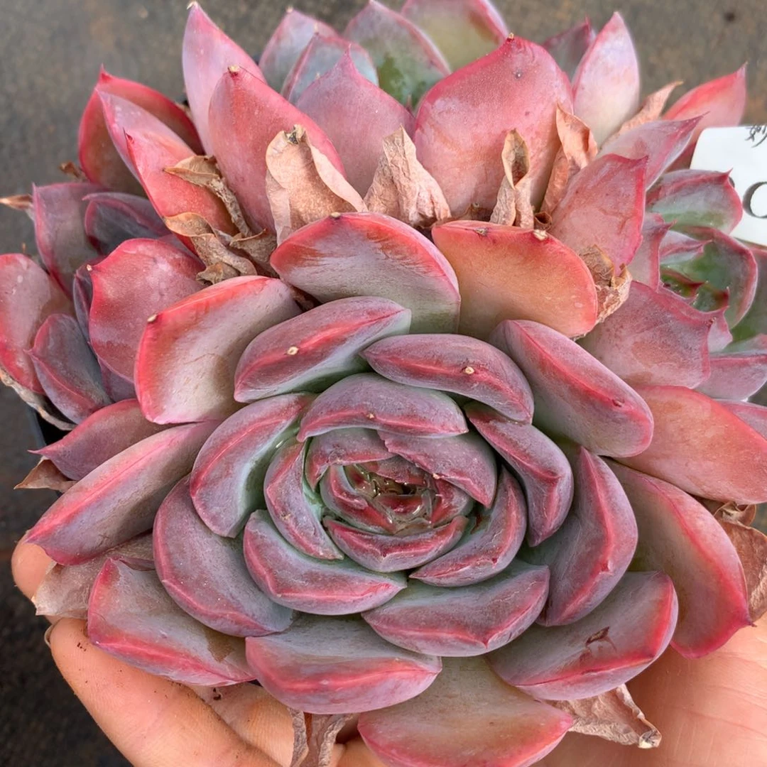 9041杂交多肉植物