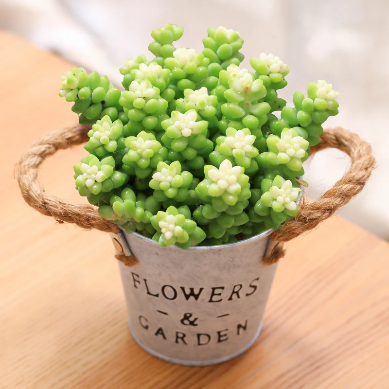 雪花玉坠组合铁桶套餐简约风美观云南种好发货多肉植物