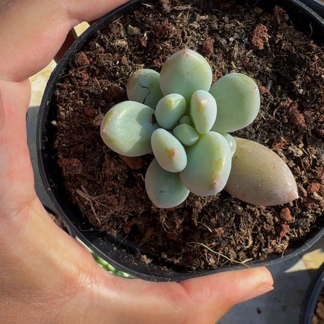 胖彩体 哥特 单头 一物一拍