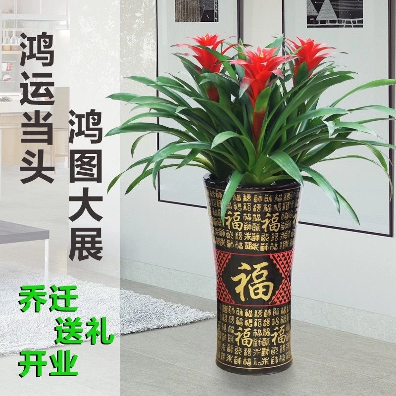 1盆红运当头绿植盆栽送货上门陶瓷盆