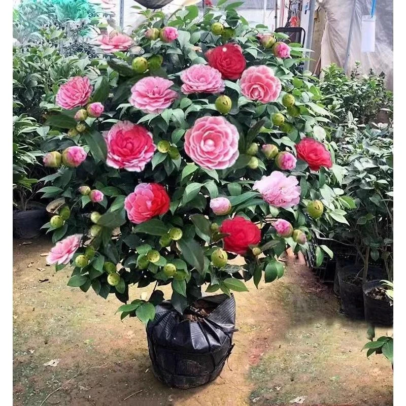 香妃山茶花盆栽茶花树苗带花苞五色赤丹花卉植物室内好养四季开花