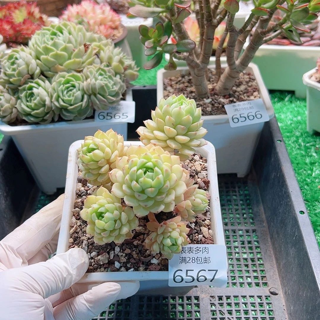 无花朵多肉一物＿柏6567