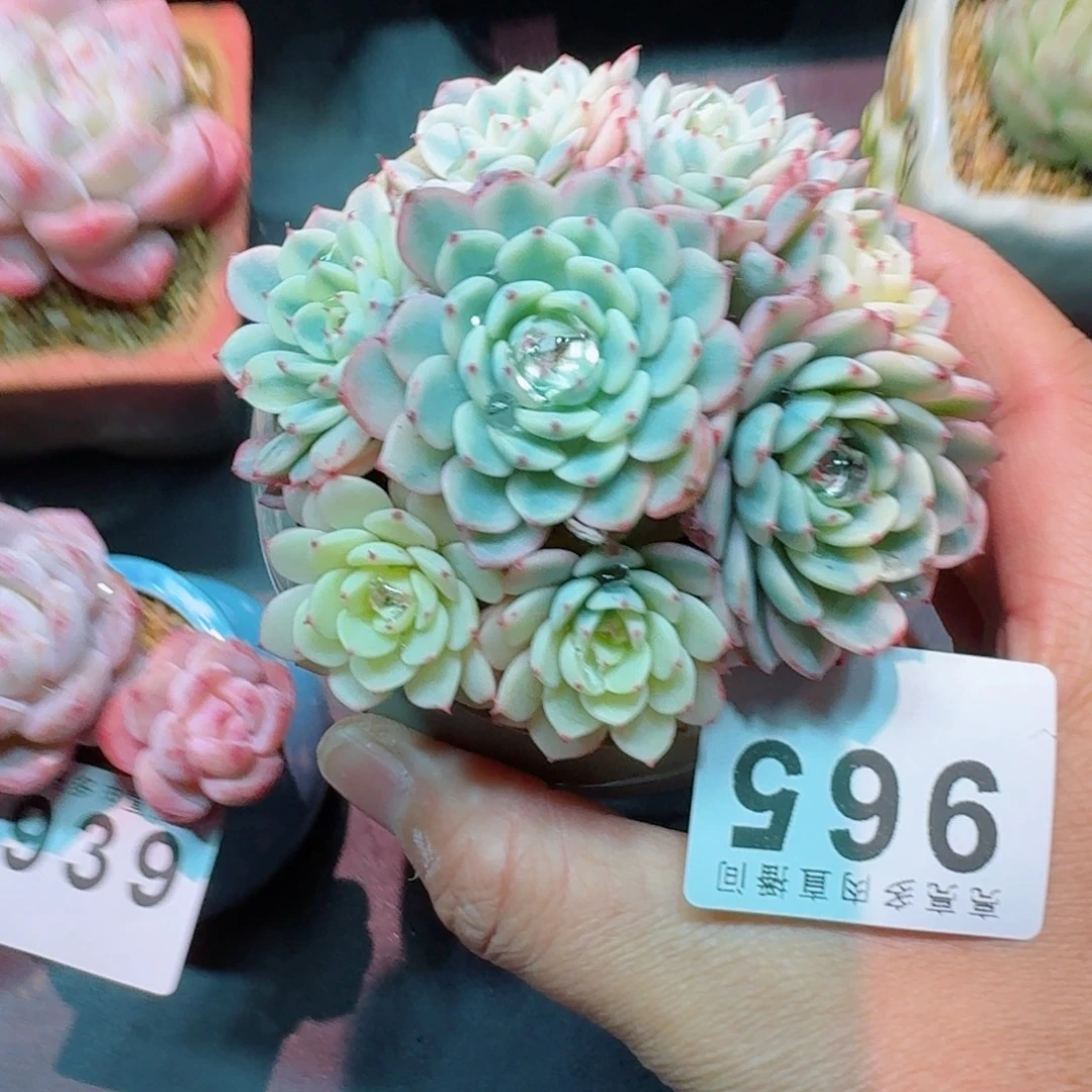 姬莲锦      愿你一路坦途，乘风破浪展宏图