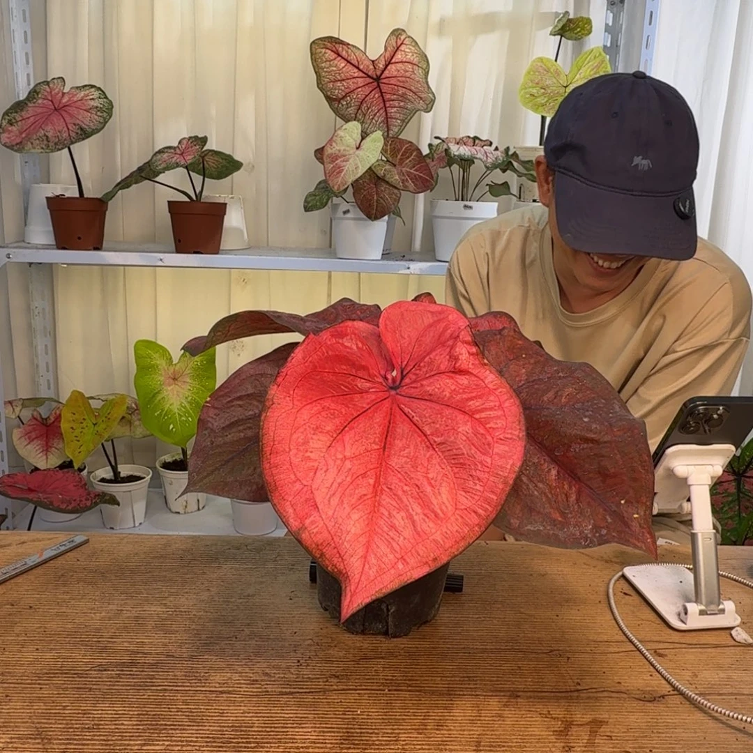 无花朵郡主     0809