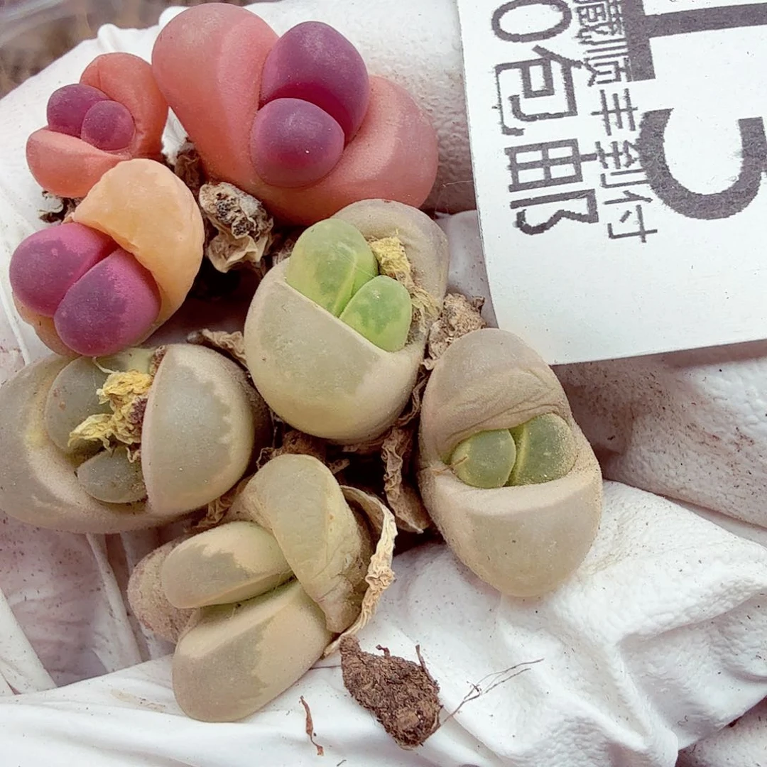 我想吃东西我自己来嘛113