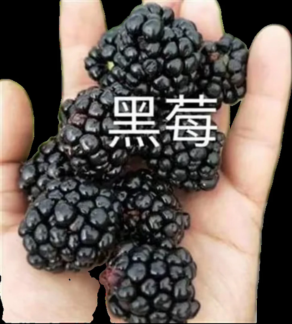 黑莓苗南北方种植，无刺黑莓苗6棵