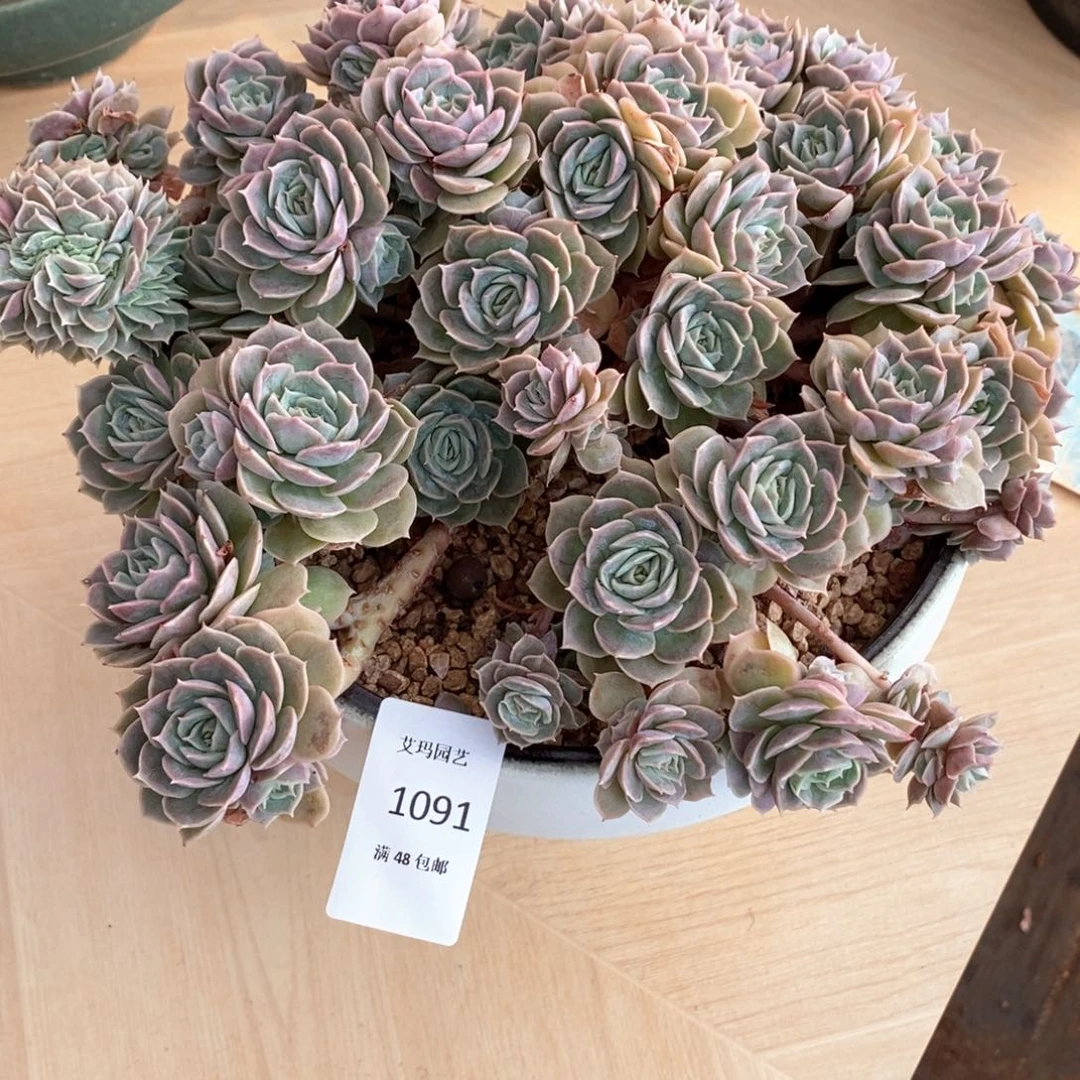 L**y昂斯洛朵朵缀化多肉多肉091