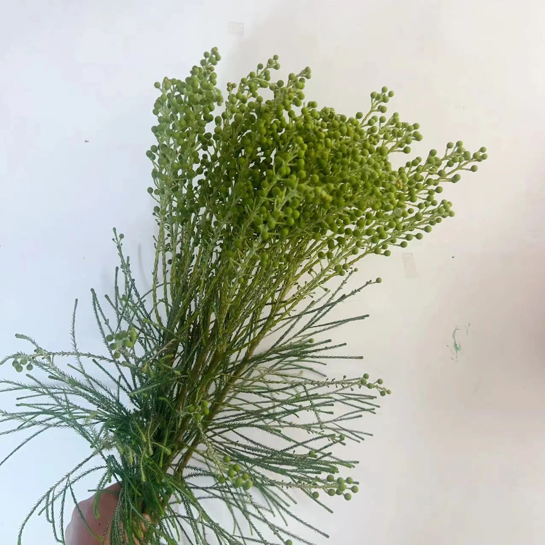 一花一木 小众花材【绿色珊瑚果】 昆明基地直发 顺丰包邮