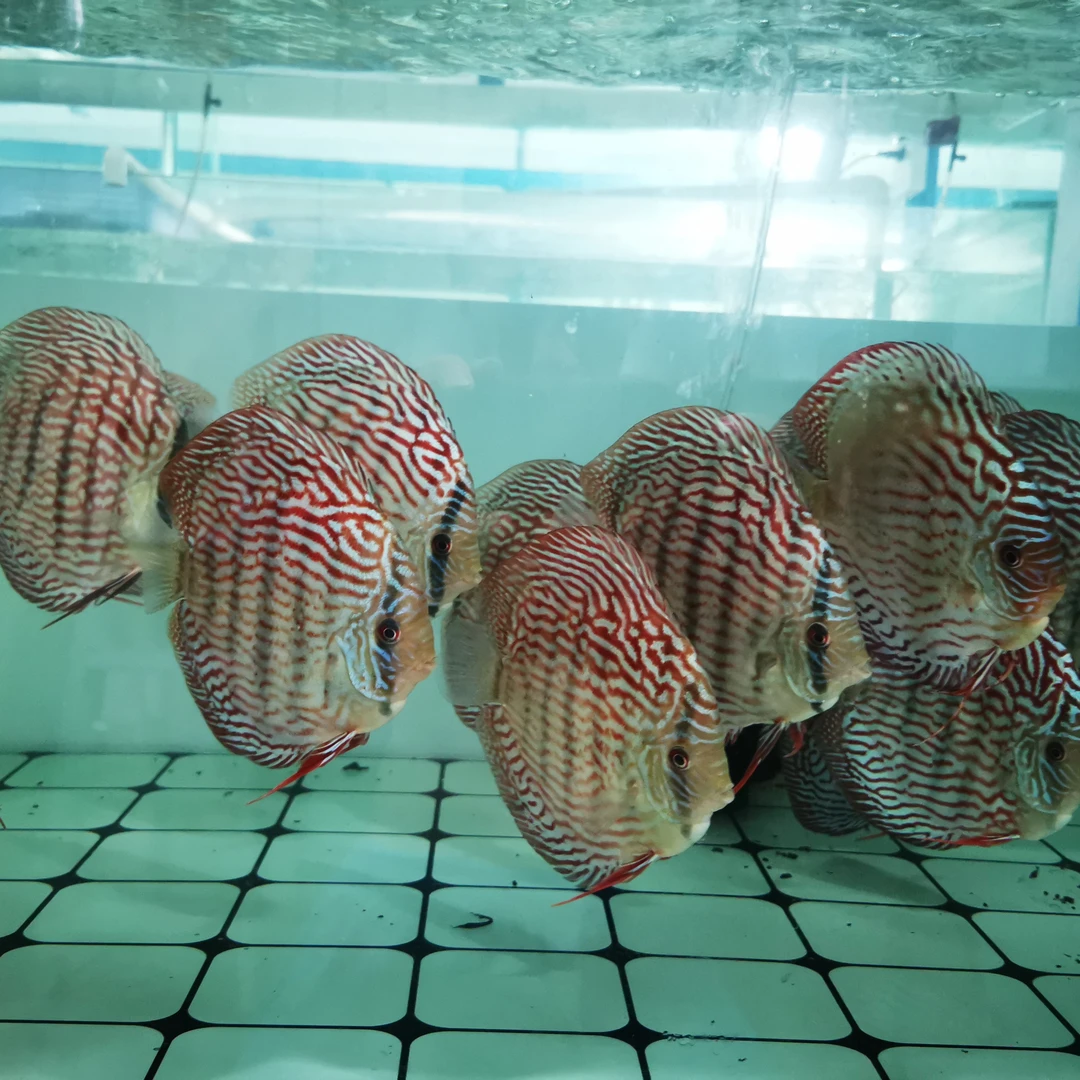 七彩神仙鱼一鱼一拍