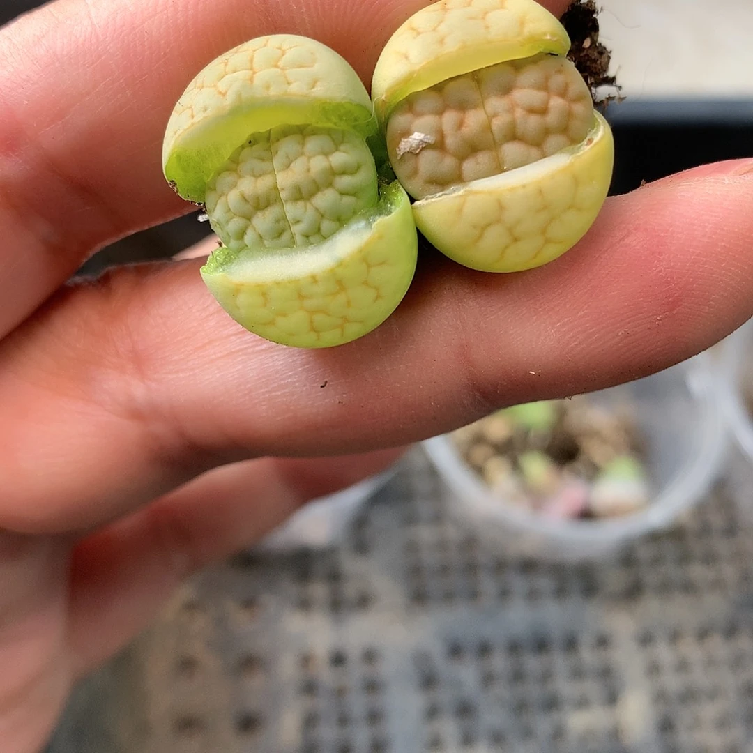 C901多肉植物保护研究所