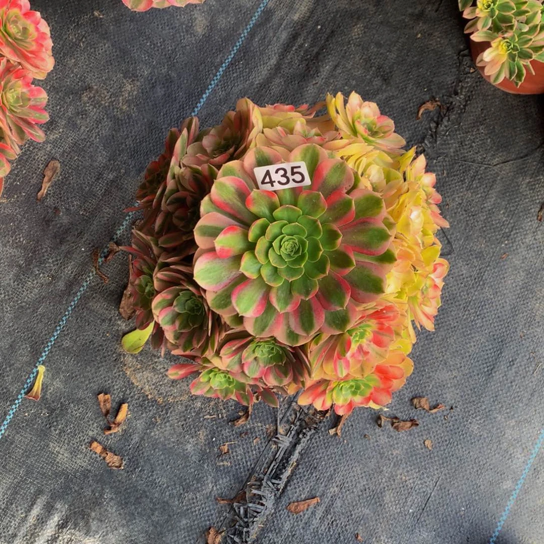 .****无花朵4350000000