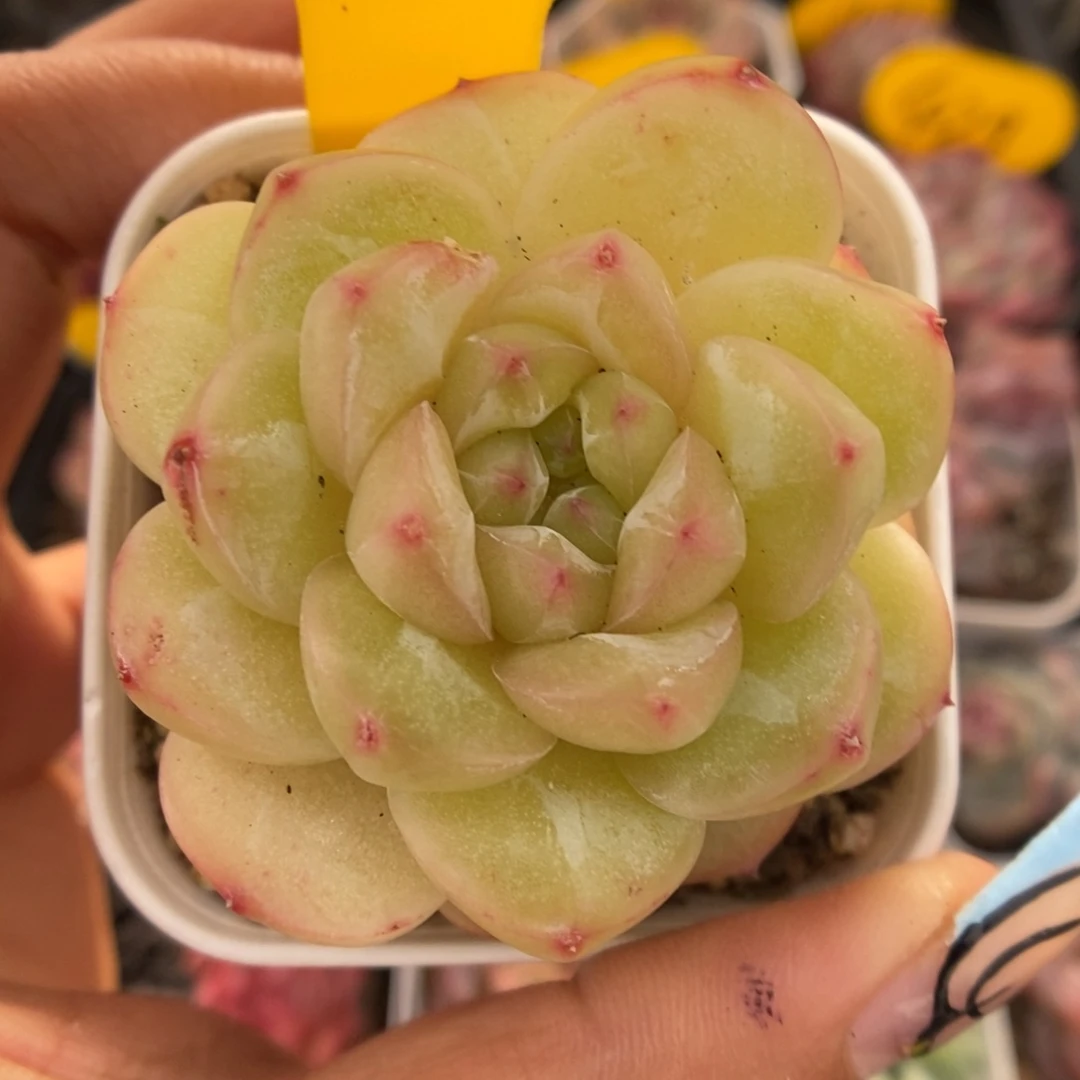 熊猫珍妮975号。