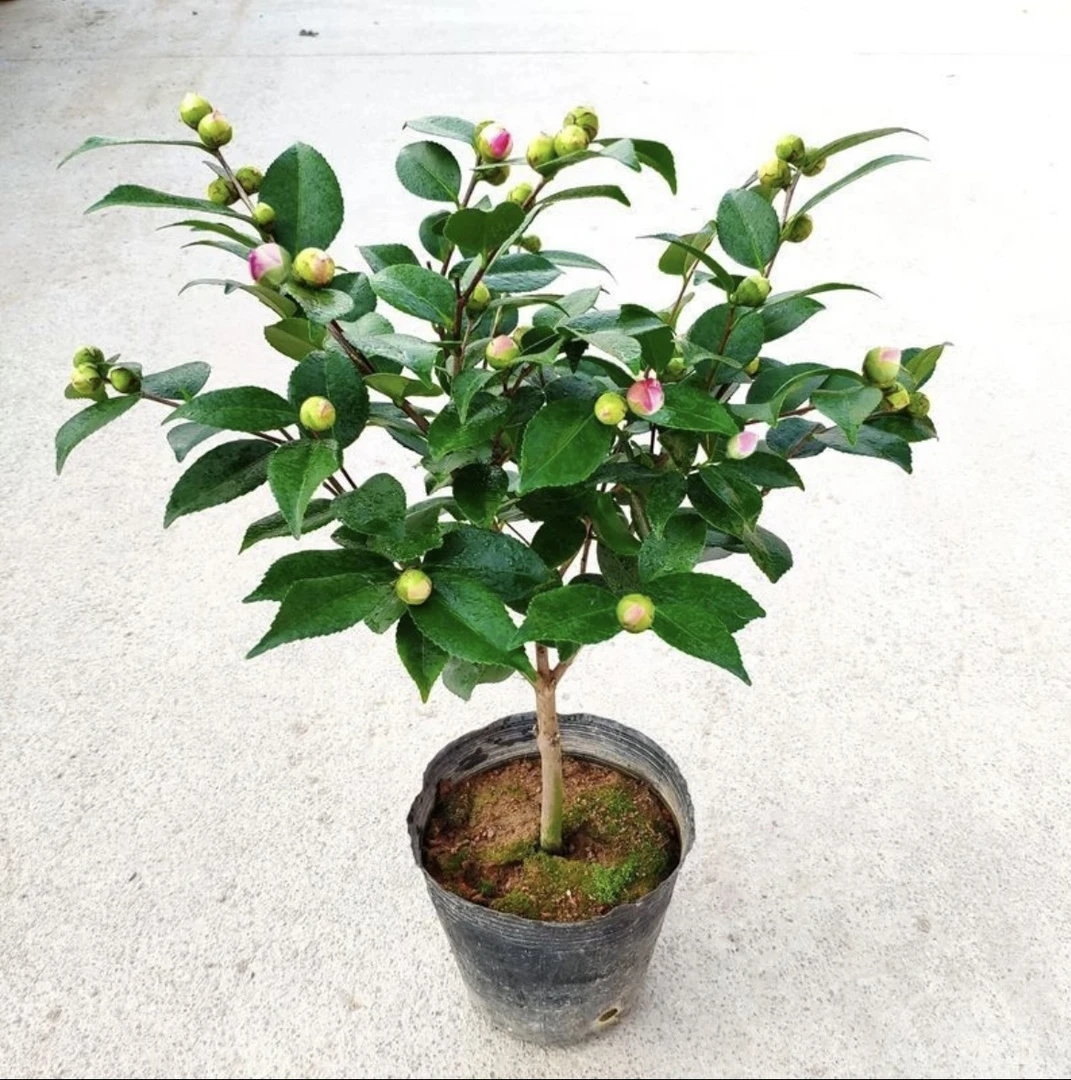 带花苞香妃茶花树苗盆栽四季浓香型室内外好养耐寒耐热绿植