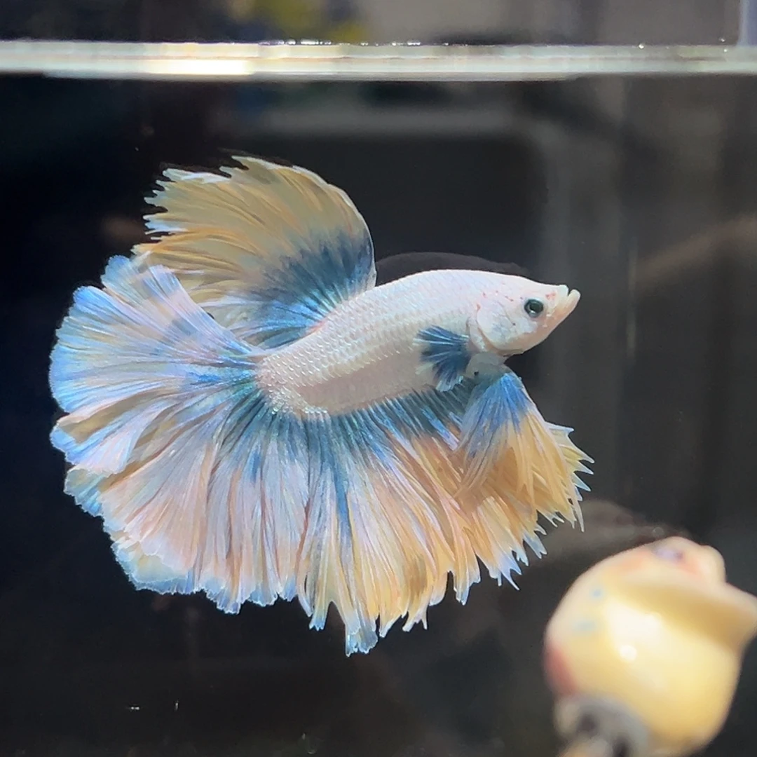 斗鱼24号梵高油画