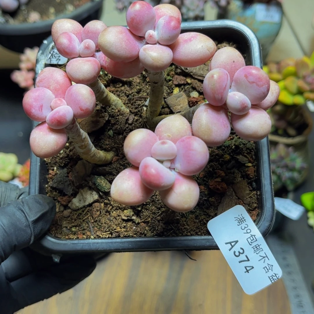 木***阁374糖果桃蛋10厘米多肉