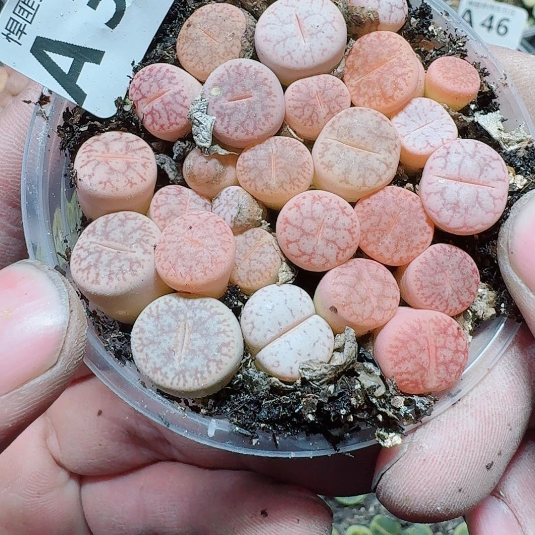 39 多肉植物多肉植物