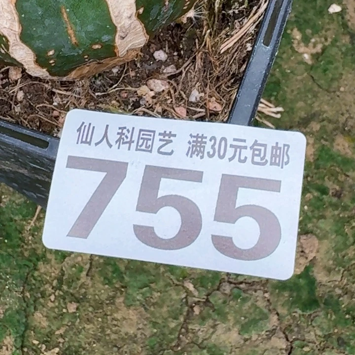凌***帆无花朵福利苗接大蛋755