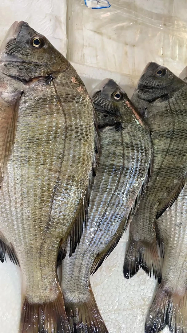 沙埔海鲫鱼一斤45元