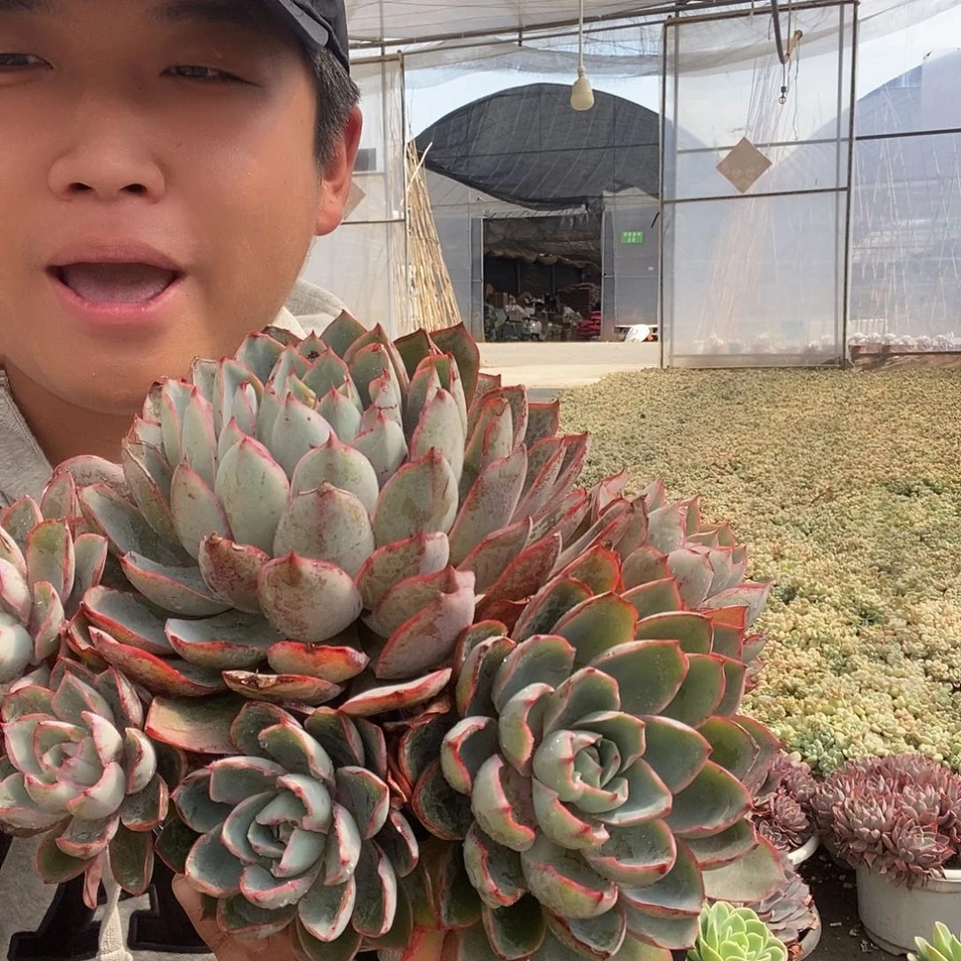 整桩无砍自然群赫拉特价