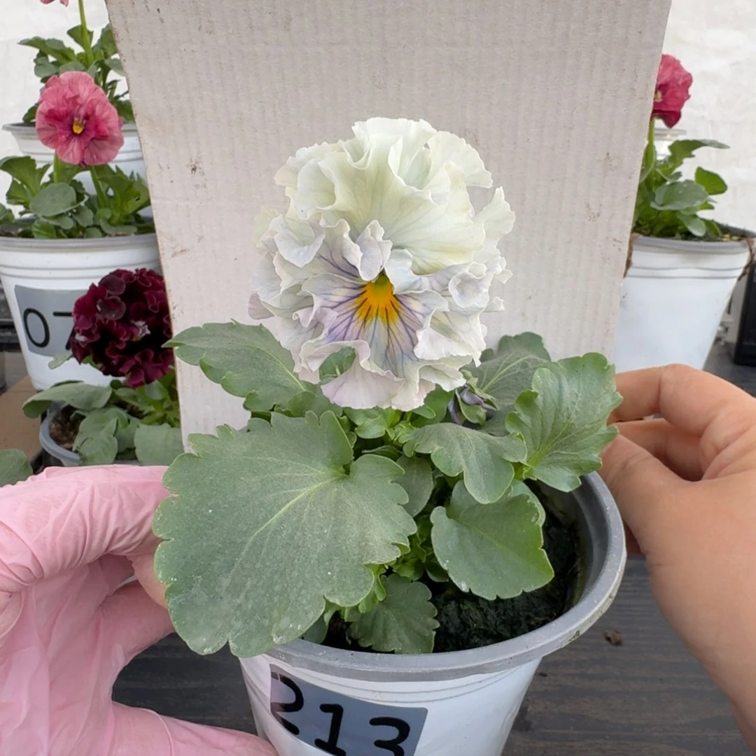 全部花朵213号木村