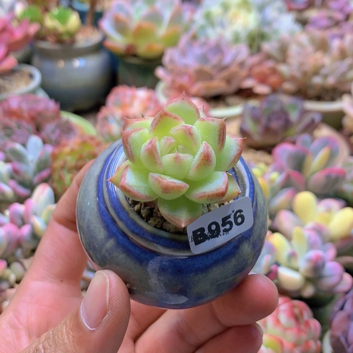 一物一拍含盆土满38包邮B956