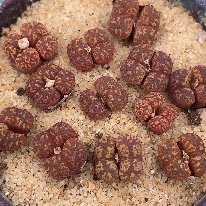 14521双头紫花勋章一颗    发样本