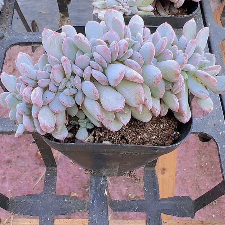 粉珍妮缀化多肉植物大战