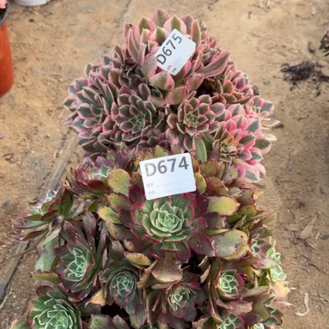 多肉植物女巫莲花座