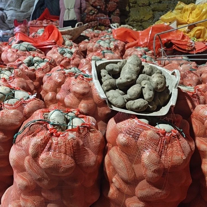 中国大陆米拉洋芋大中果混装