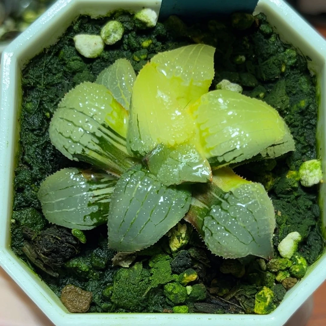 恭喜发财大吉大利0347天空之镜