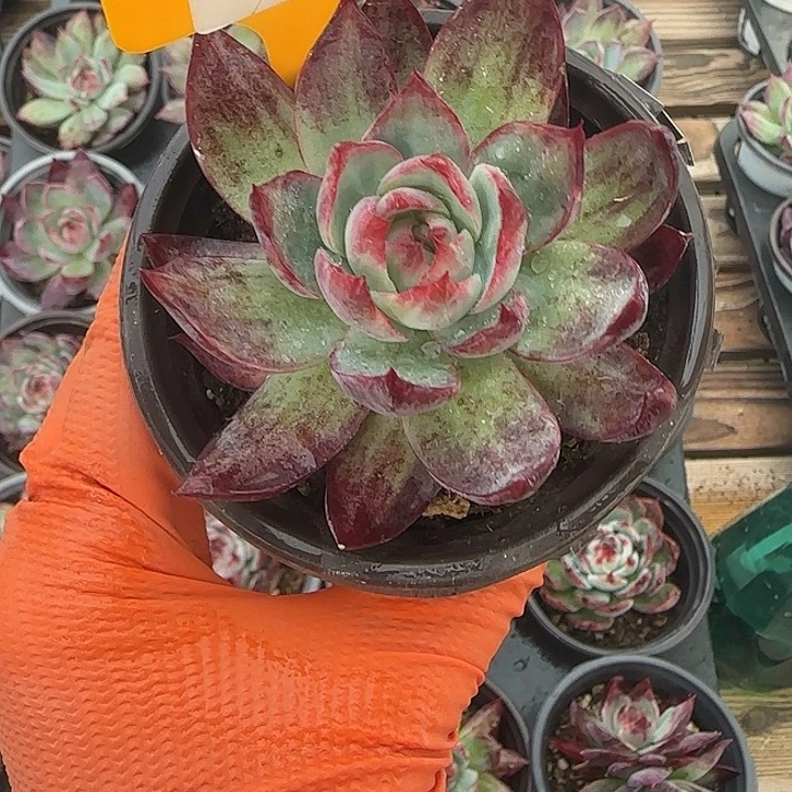 90 惊鸿仙子多肉植物