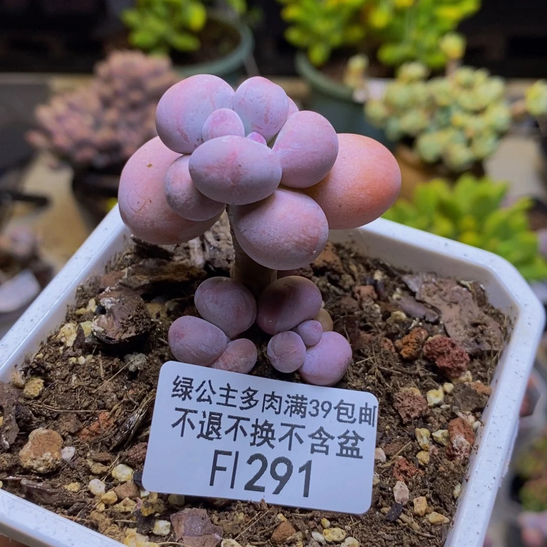 291芭比奶多肉6cm