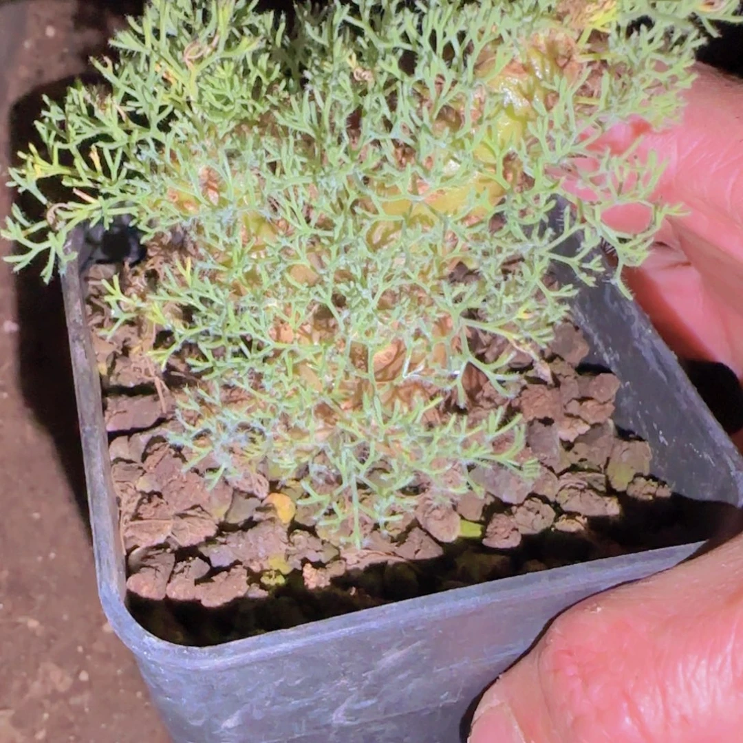 泰***泰块根植物块根植物