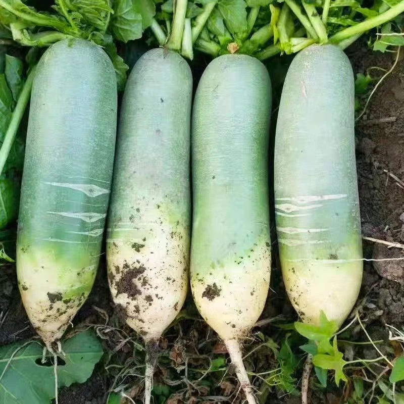 潍坊特产新鲜水果萝卜产地直发营养丰富清脆多汁微辣爽口青萝卜