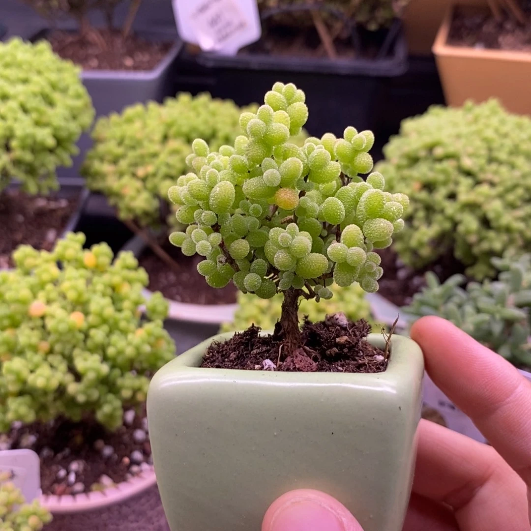 兔**?459金橘带盆。