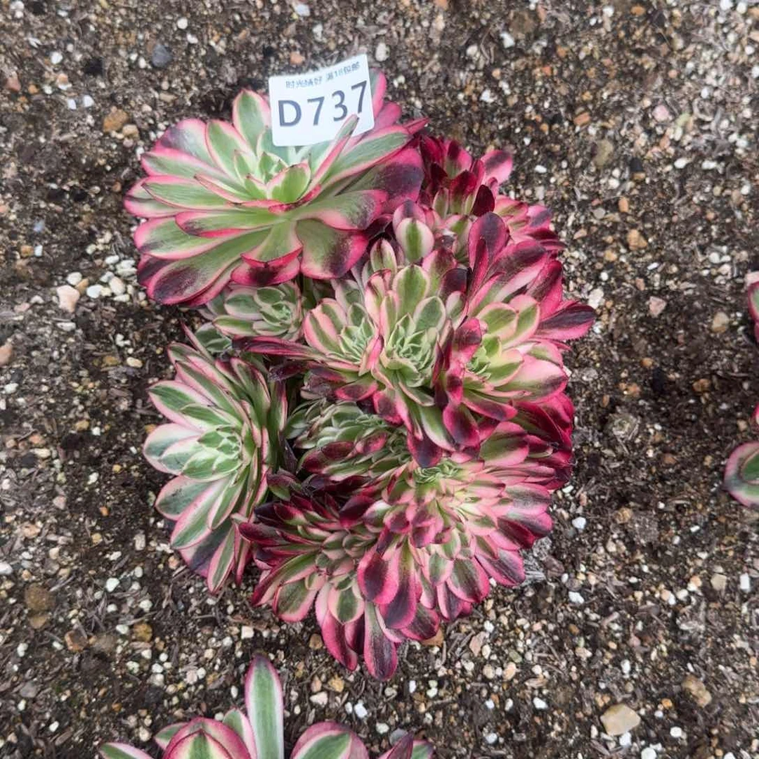 念****趣737荔枝缀多肉植物