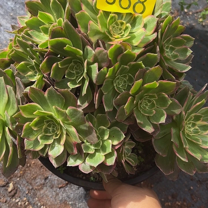 多肉植物福利来388个