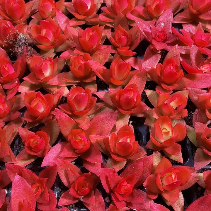 小火鸡1元带土发货