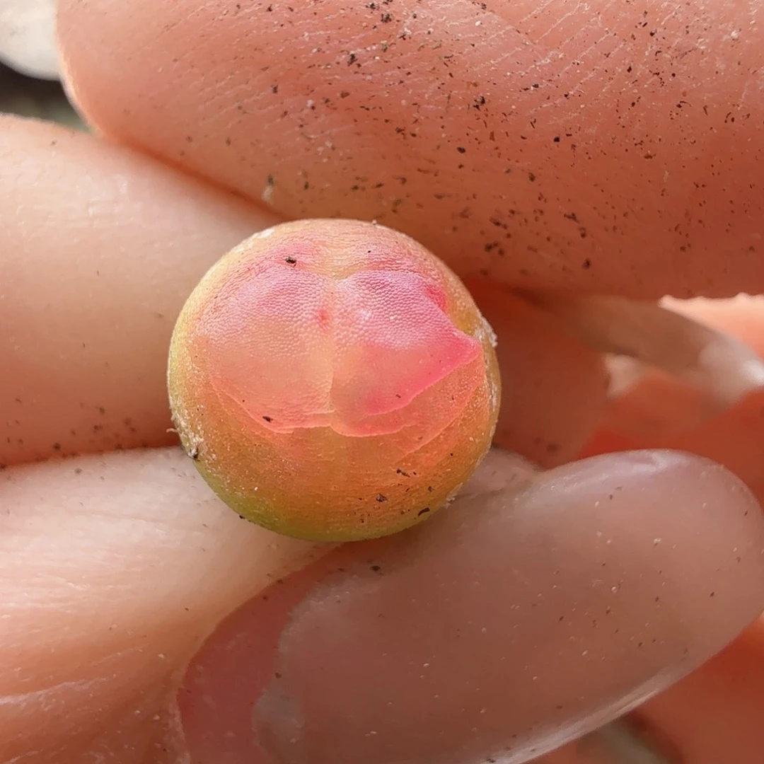 2.19.78/0.8厘米紫皮拉登/多肉植物