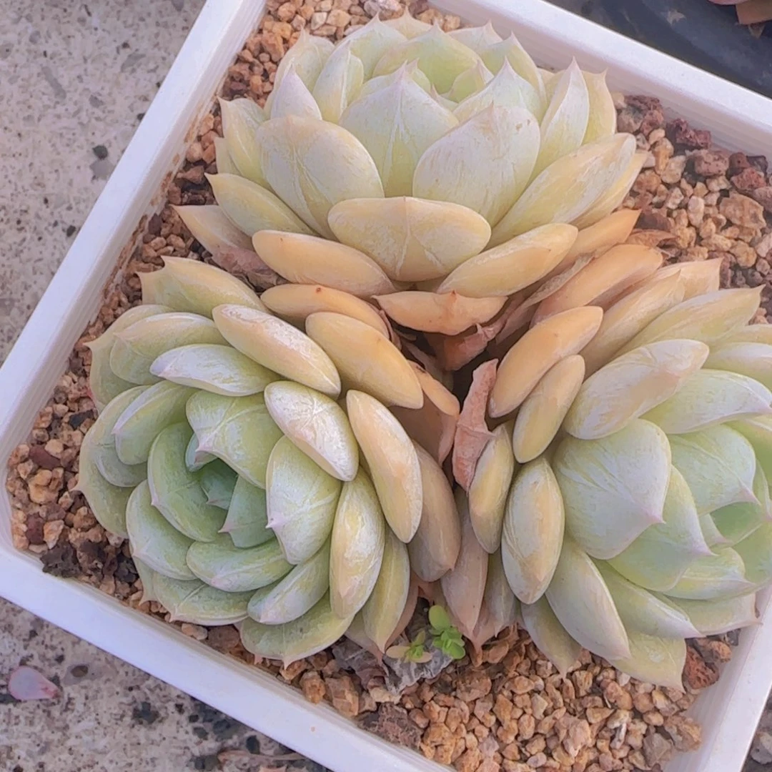 劳林多肉植物多肉植物