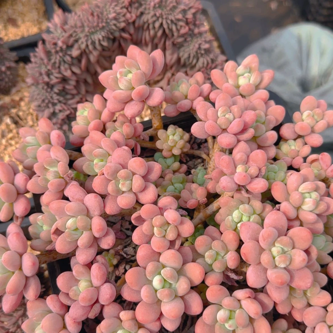 【闪购商品】模特鱼子酱