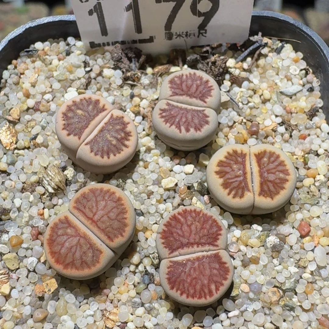 Ssss精品生石花1179