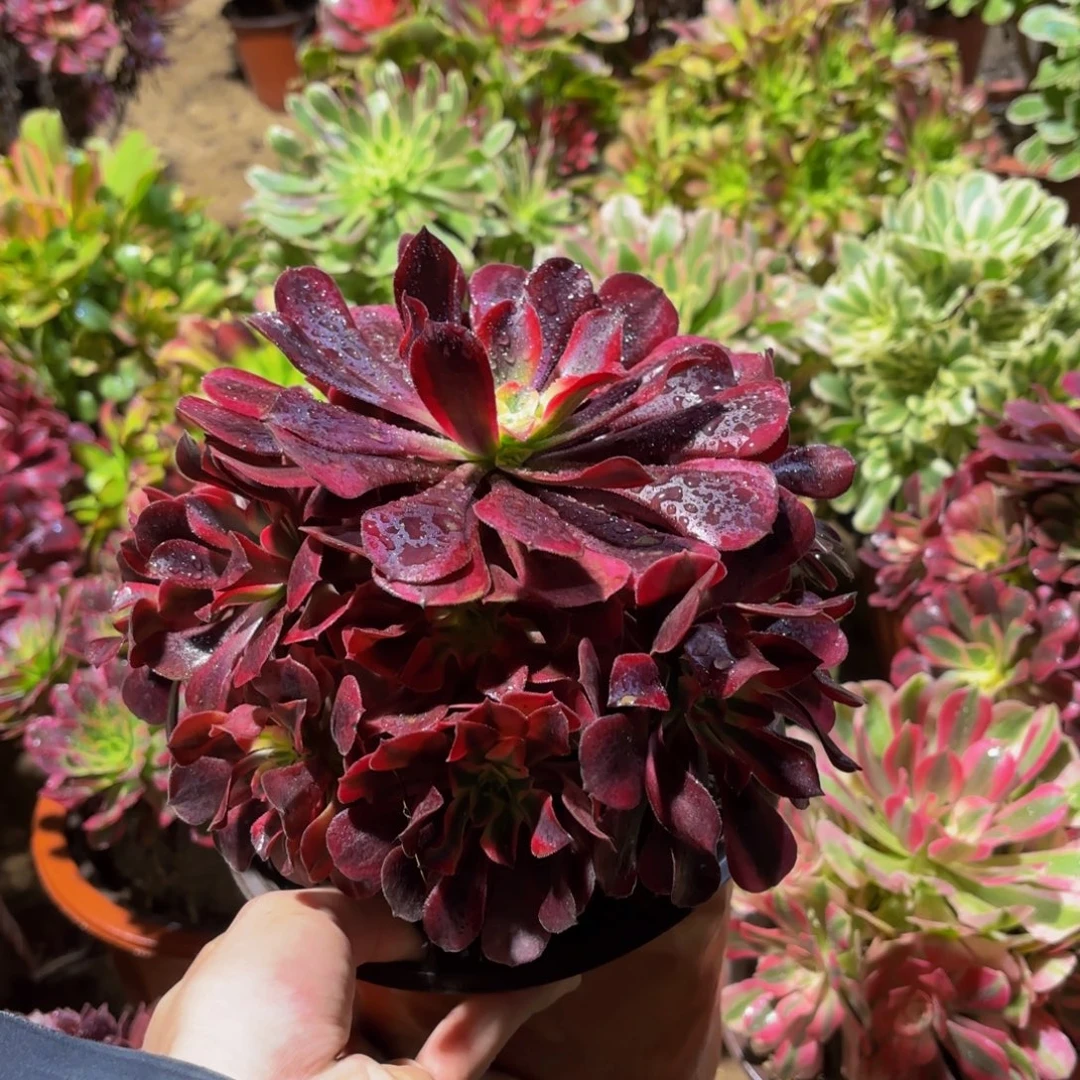 美杜莎手捧9.9多肉植物