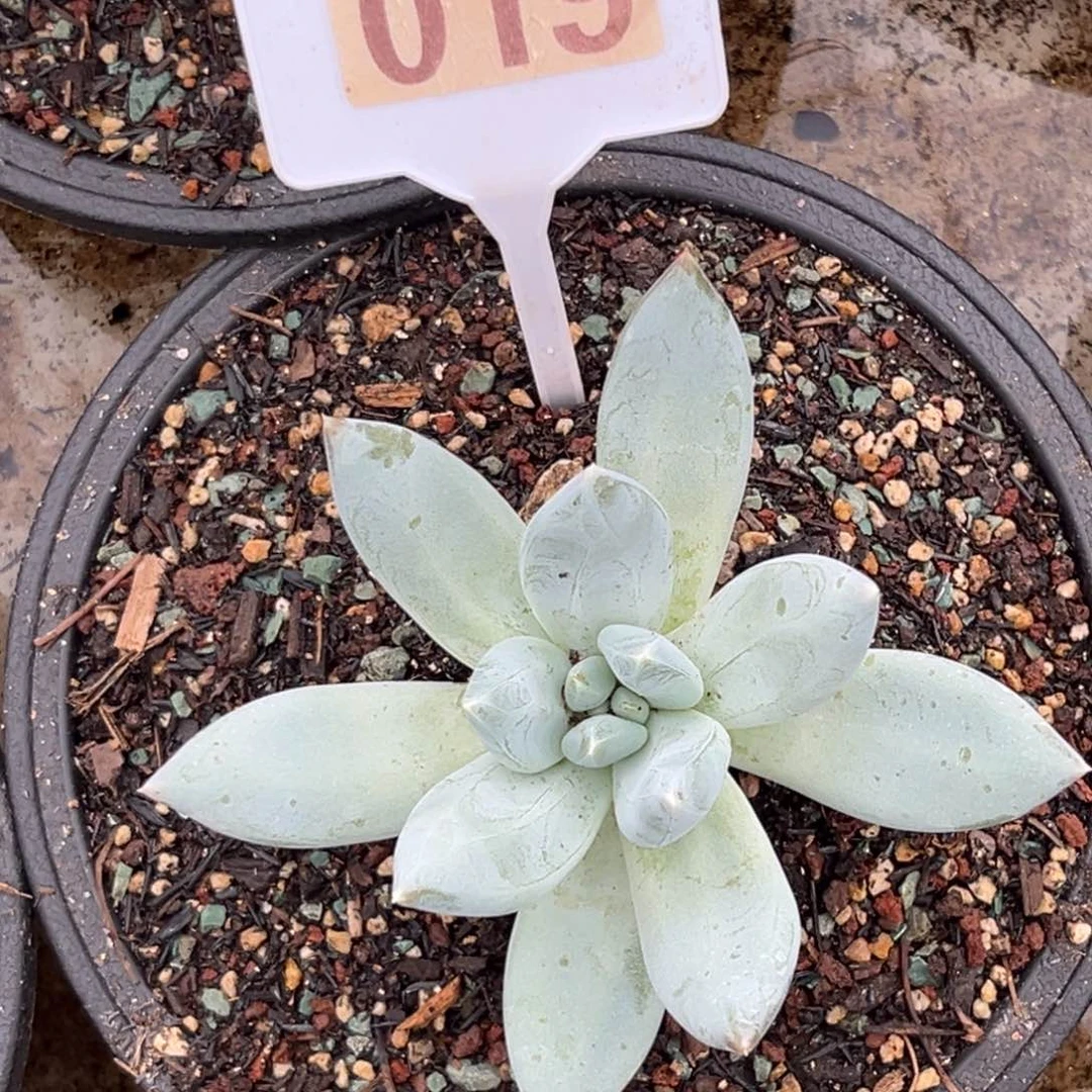 多肉植物伊丽莎白019