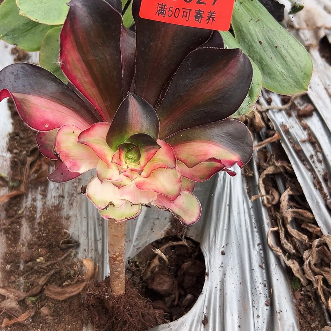 0027多肉植物花脸巫毒